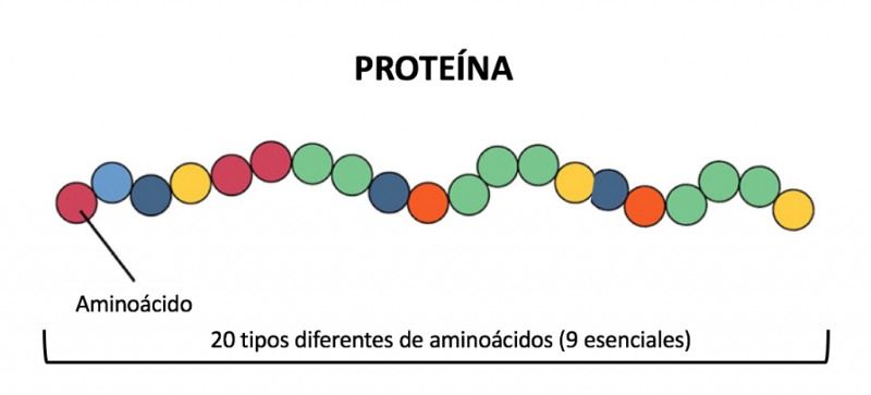 mejores-proteinas-aminoacidos-2