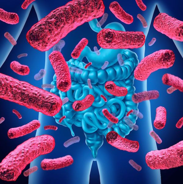 como quemar grasa abdominal - microbiota