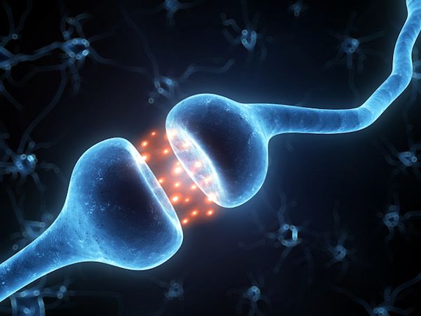 ayuno intermitente plasticidad neuronal