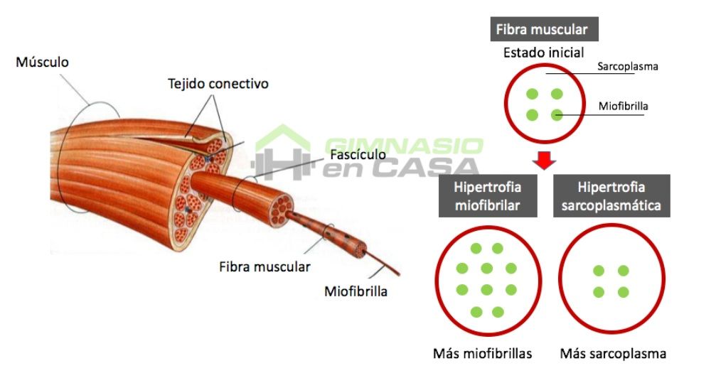 como ganar musculo - hipertrofia tipos