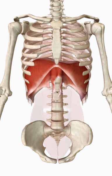 diafragma - abdominales ejercicios