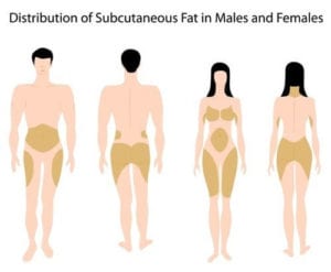 distribucion grasa en hombres y mujeres