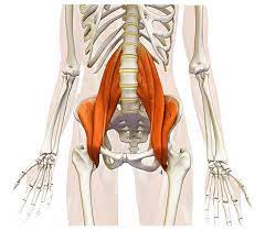 musculo psoas iliaco - ejercicios abs