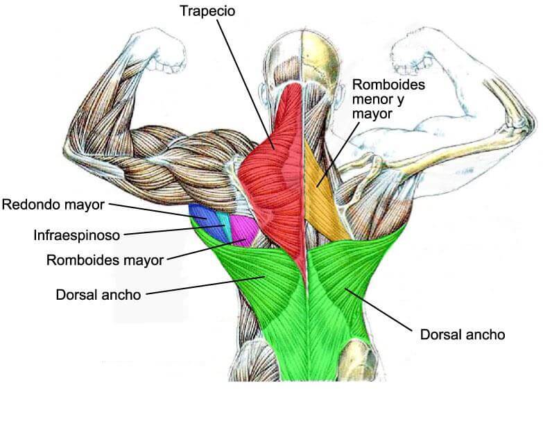 ejercicios-espalda musculos espalda2
