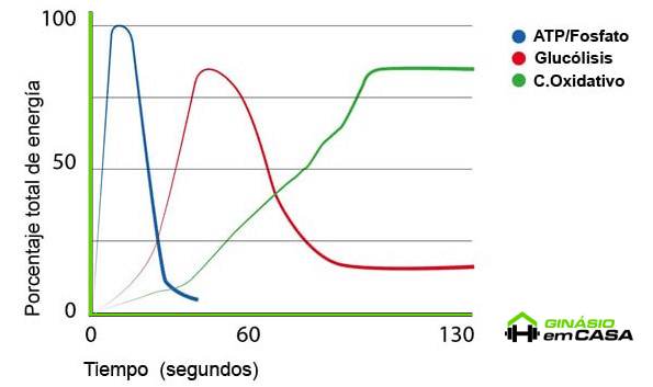 Para qué sirve creatina_Creatina_gráfica (1)