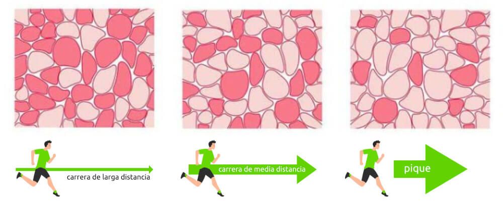 fibras-musculares-GEC-carrera